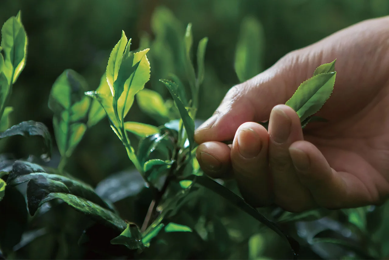 お茶摘みさんを随時募集しております
